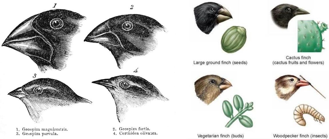 how-evolution-works-be-tepe-bloggers